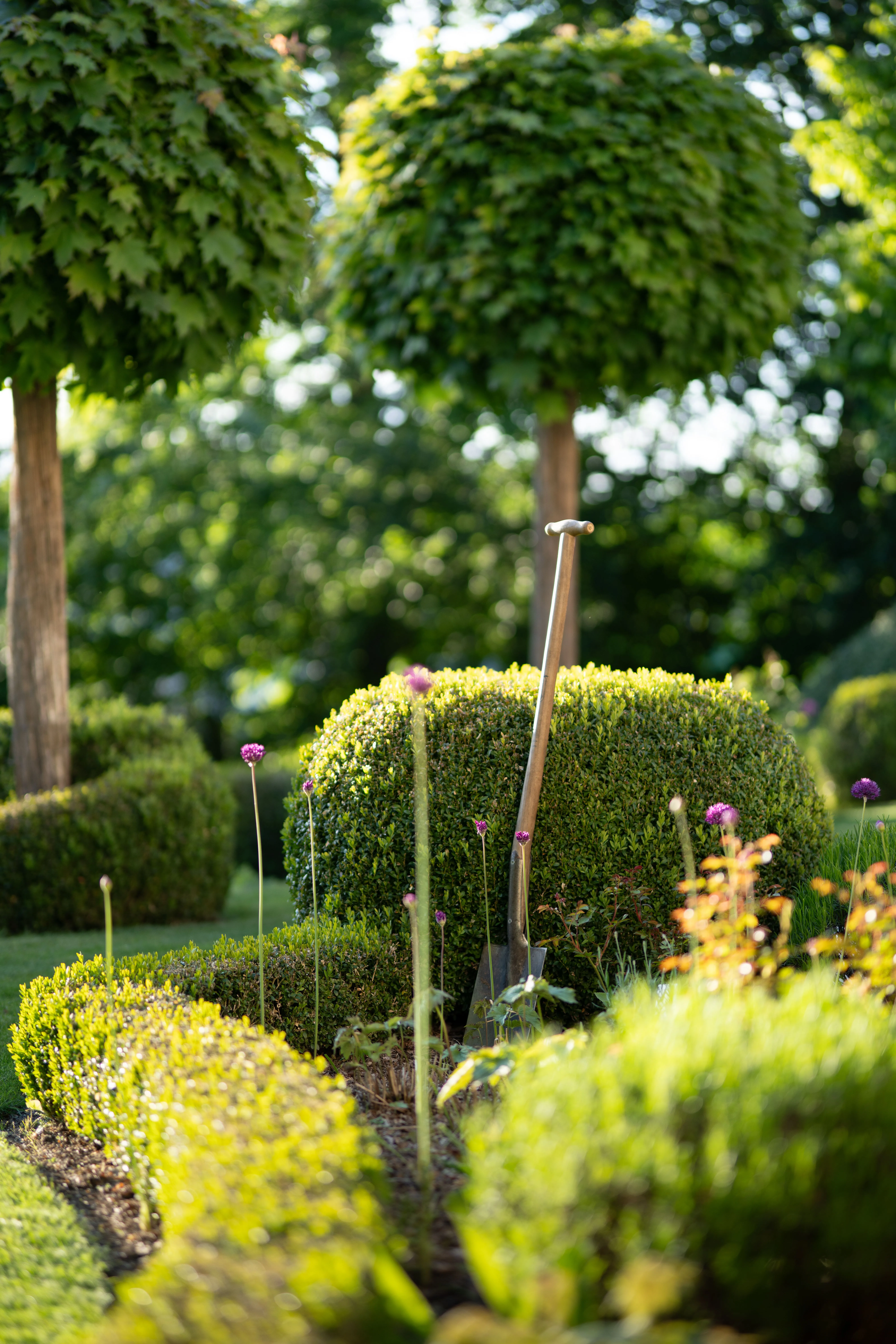 Vormsnoei van buxus
