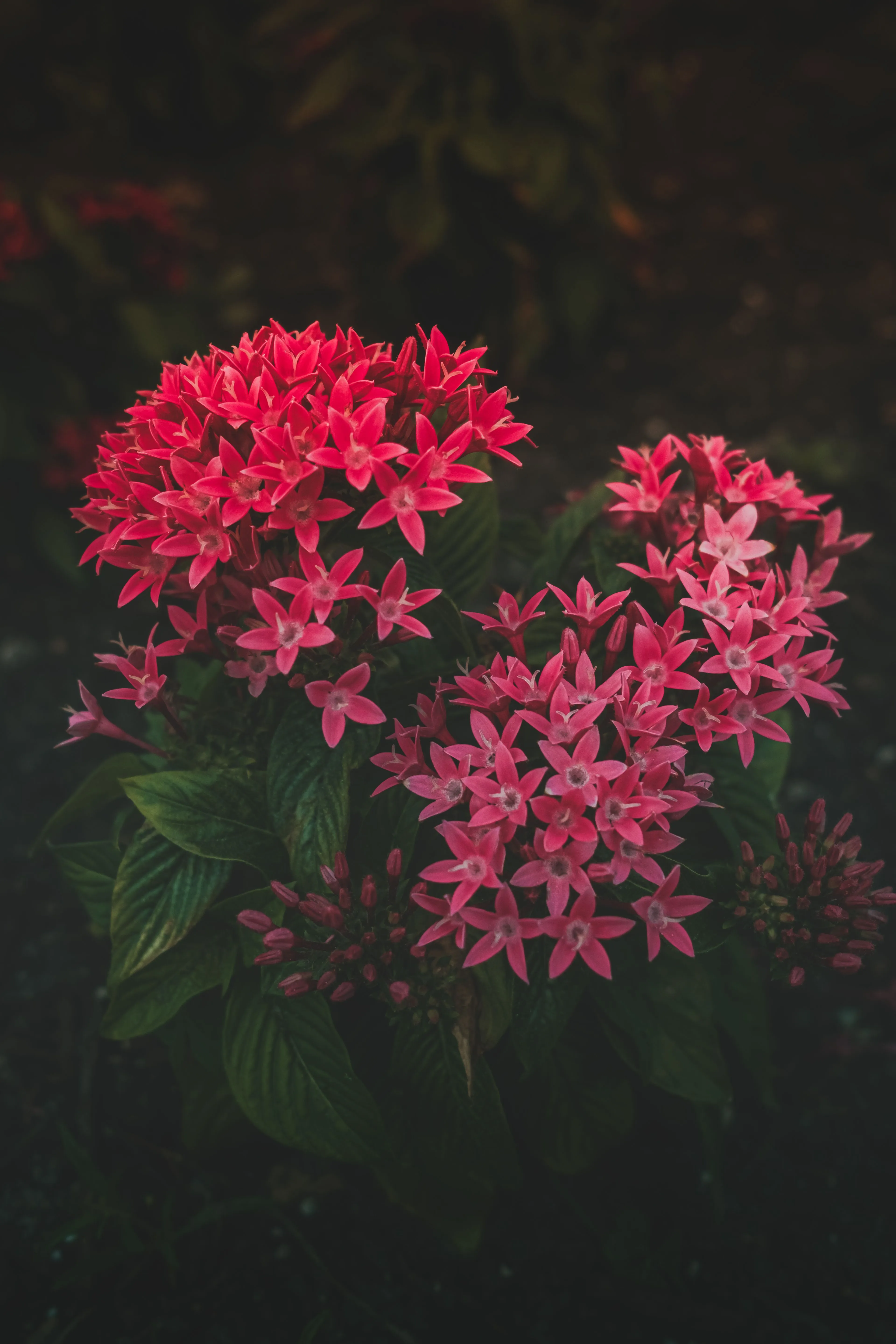 Planten